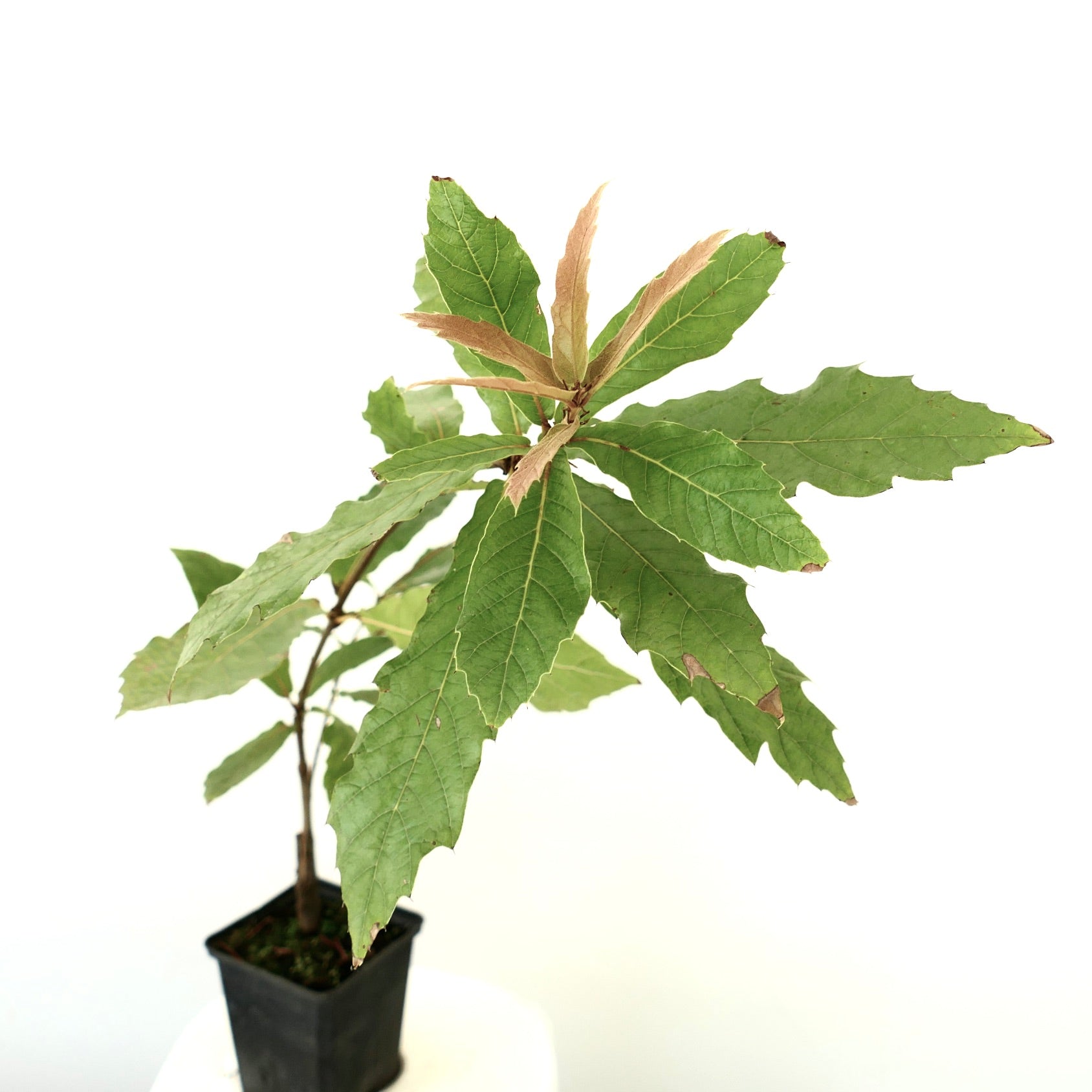 Pianta giovane di Quercus rhysophylla cv 'Maya' con foglie verdi allungate e nuova crescita marrone in vaso