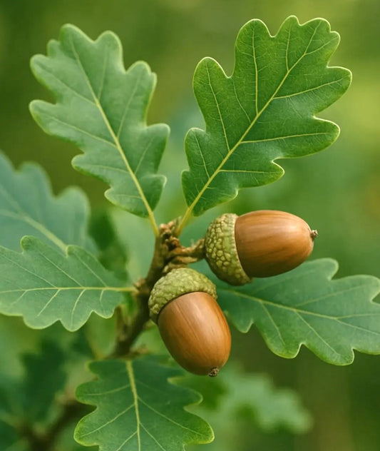 Foglie lobate verdi di Quercus robur con due ghiande marroni su ramo, primo piano
