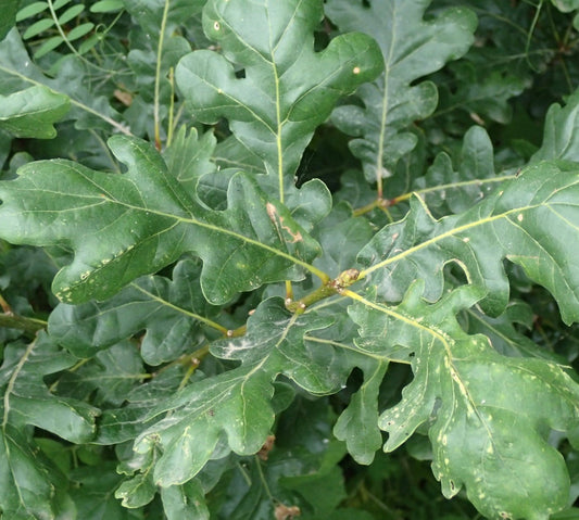 Foglie lobate verdi di Quercus robur subsp. pedunculiflora con venature visibili e superficie leggermente strutturata