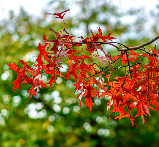 Quercus rubra vibrant red lobed autumn leaves on slender tree branch outdoors