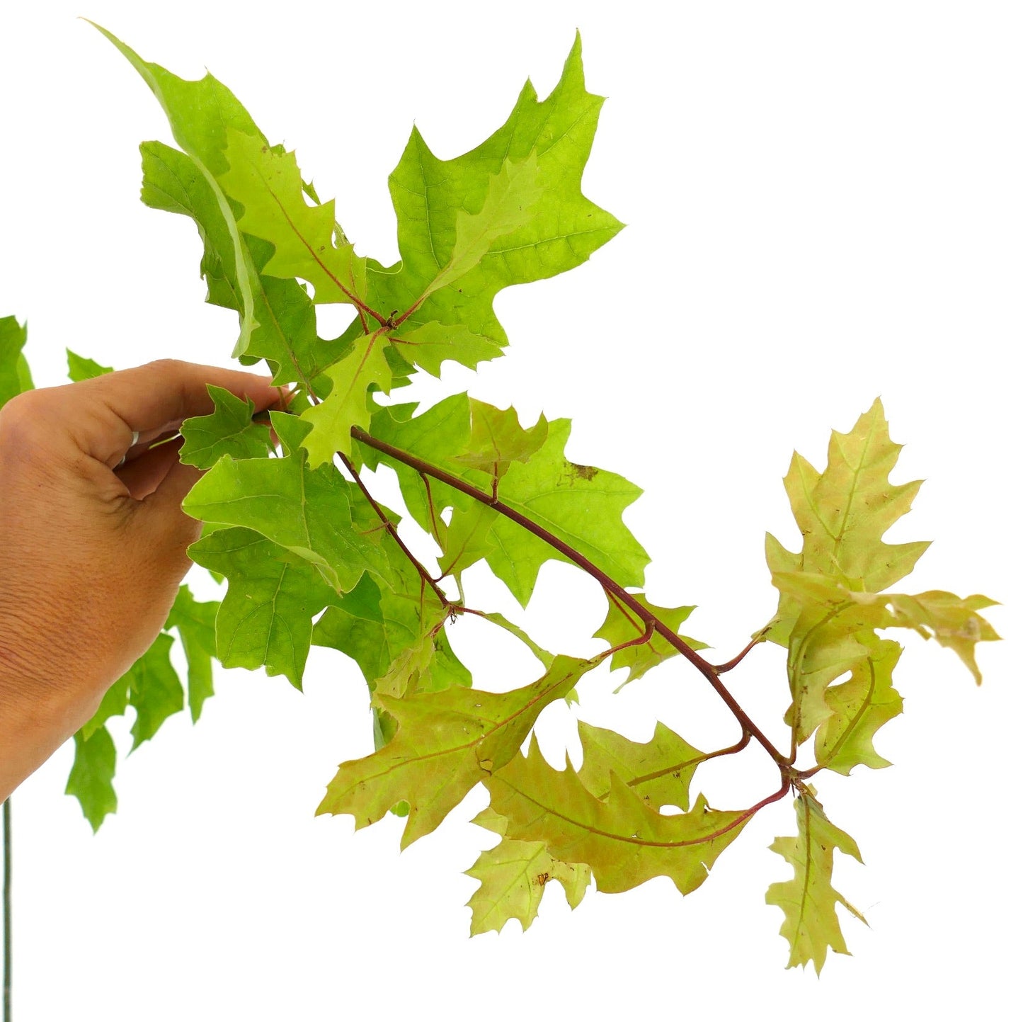Ramo di Quercus shumardii con foglie verdi lobate e steli rossastri tenuto a mano