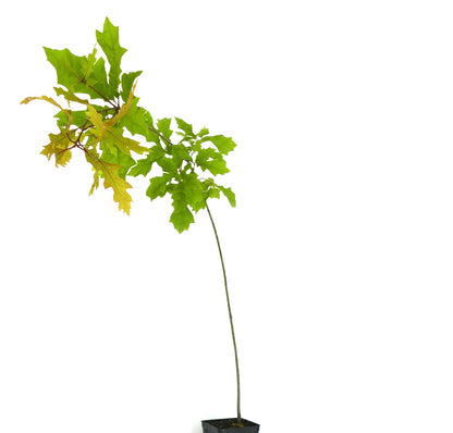 Quercus shumardii | Shumard Oak | Southern Red Oak