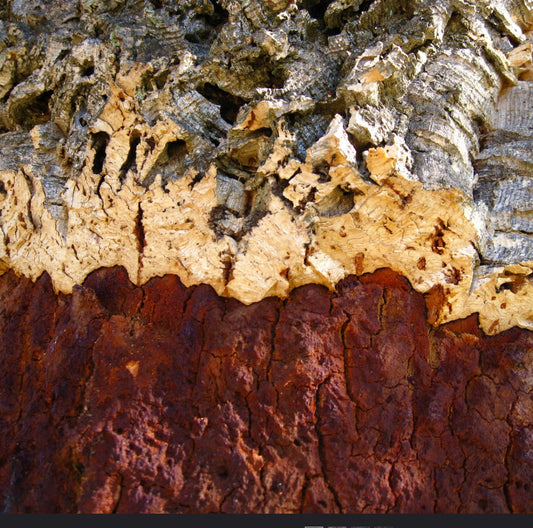 Corteccia di sughero Quercus suber con superficie testurizzata a strati ruvidi e screpolati