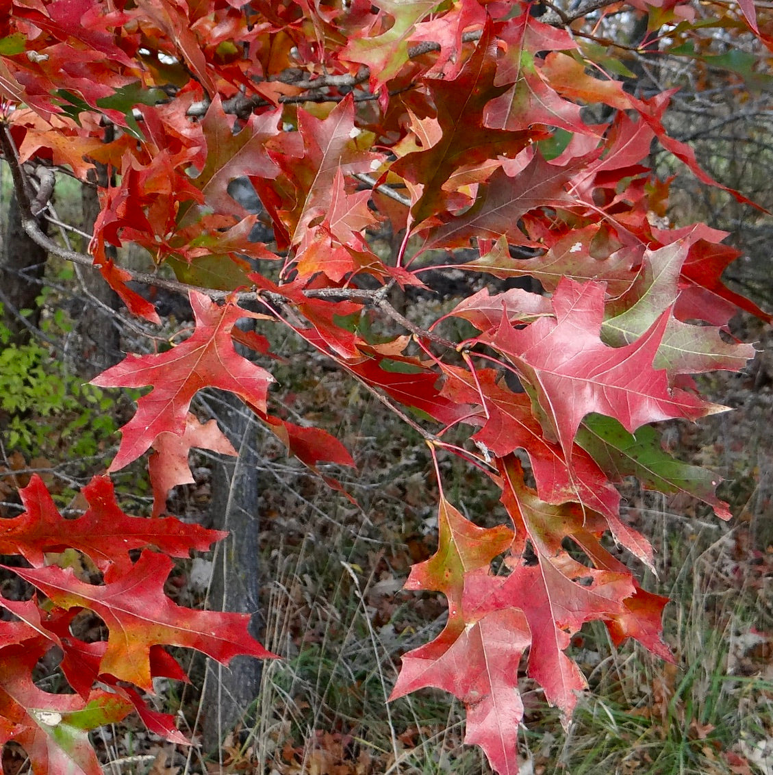 Quercus texana vibrant red lobed autumn leaves on deciduous tree branch outdoors