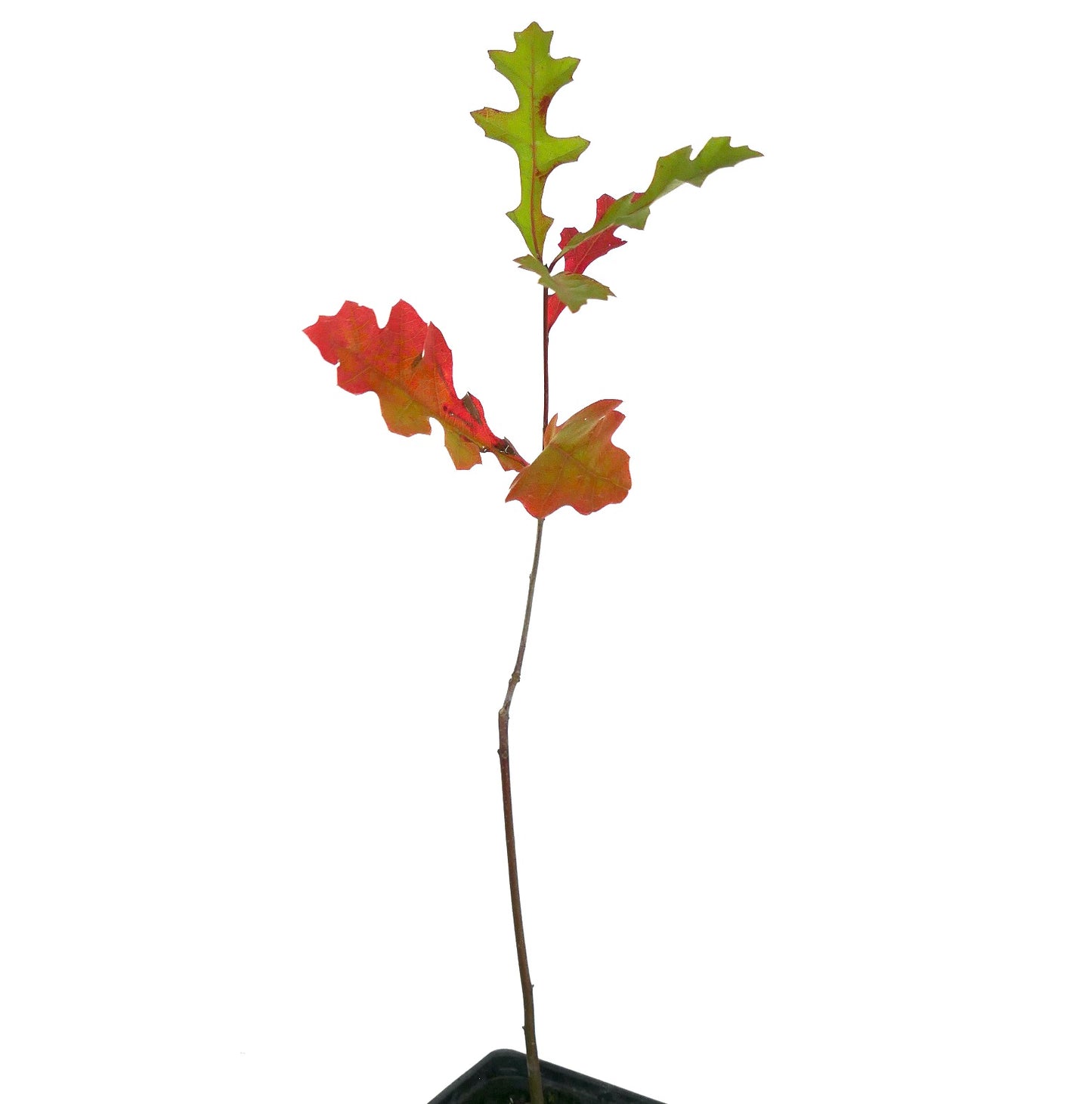 Quercus texana young sapling with lobed green and red autumn leaves in pot