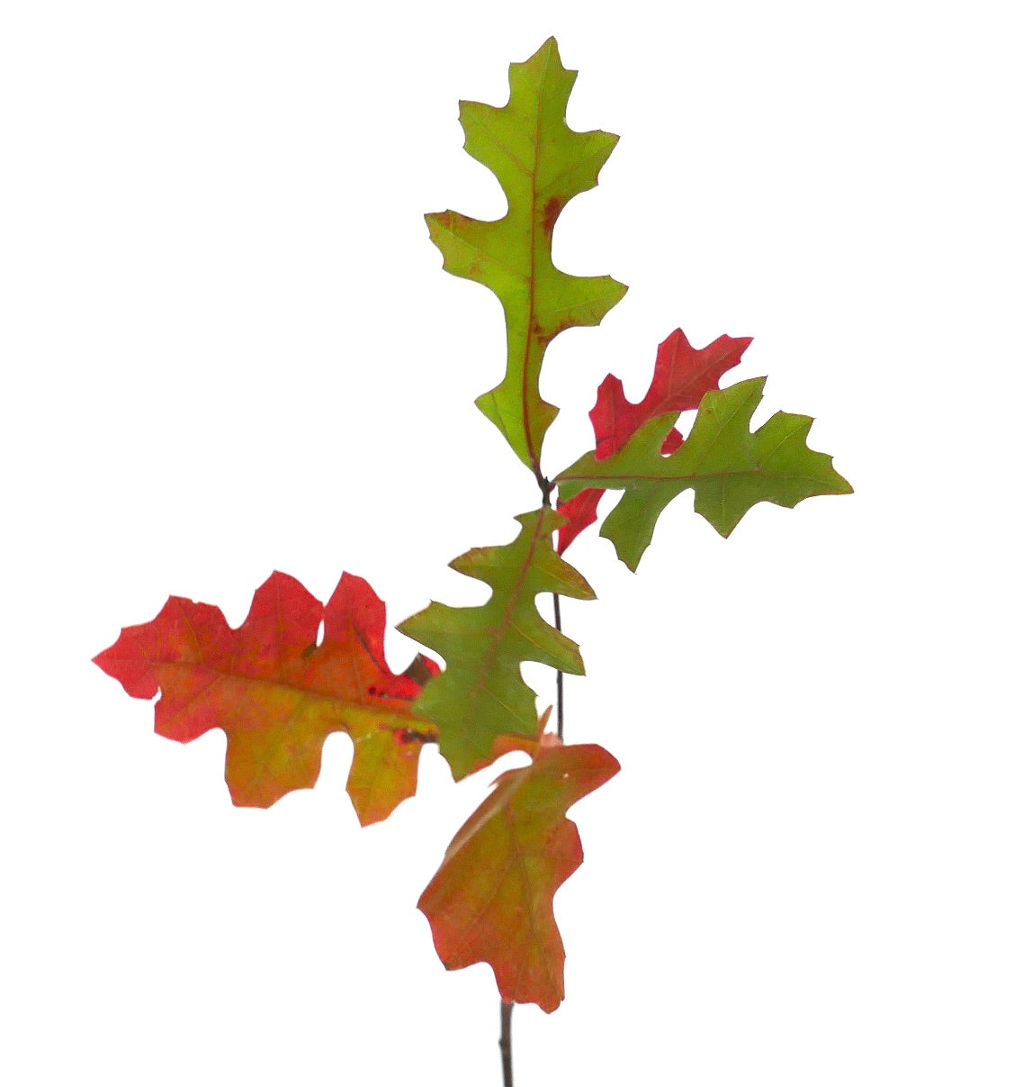 Quercus texana branch with lobed green and red autumn leaves on white background