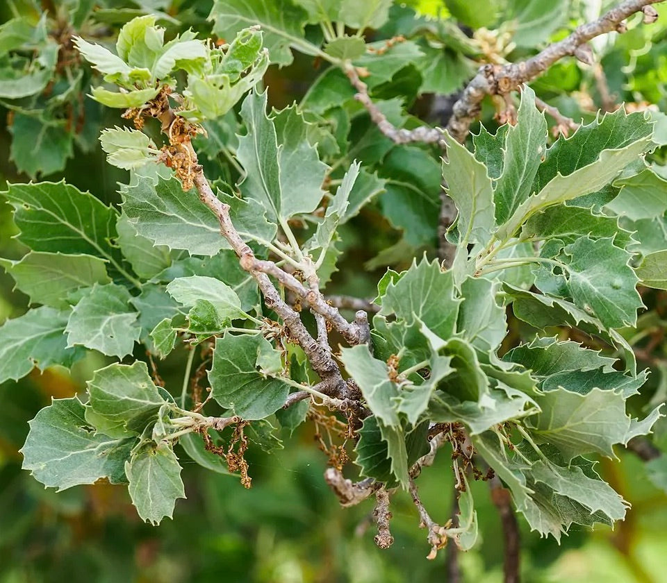 Foglie verdi seghettate di Quercus vallonea su rami legnosi, primo piano