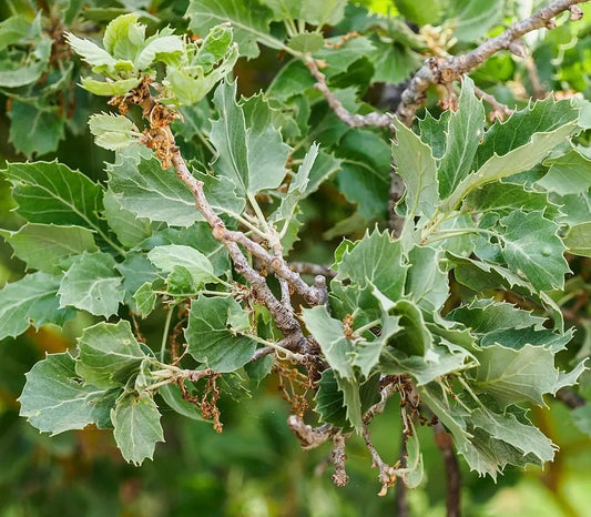 Foglie verdi seghettate di Quercus vallonea su rami legnosi, primo piano
