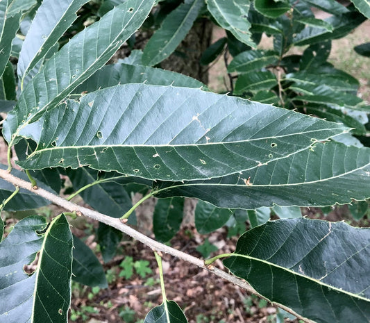 Quercus variabilis dark green serrated leaves on tree branch outdoors