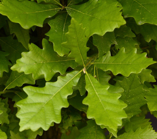 Quercus warei glossy green lobed leaves hybrid oak plant foliage close-up