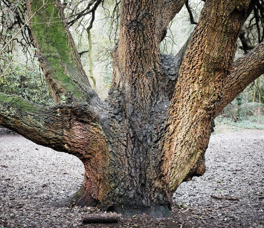 Tronco di grande quercia ibrida matura Quercus x crenata con corteccia strutturata e muschio
