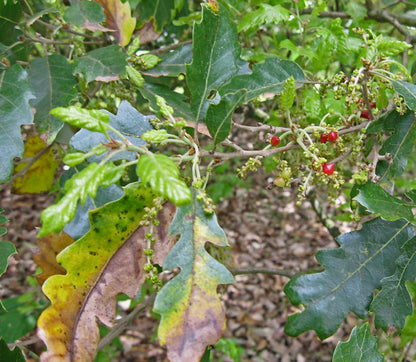Quercus x crenata green lobed leaves with small red berries and new growth on branch
