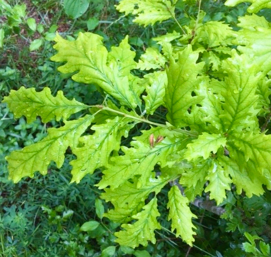 Quercus x streimii pianta di quercia ibrida con foglie lobate di un verde brillante da esterno