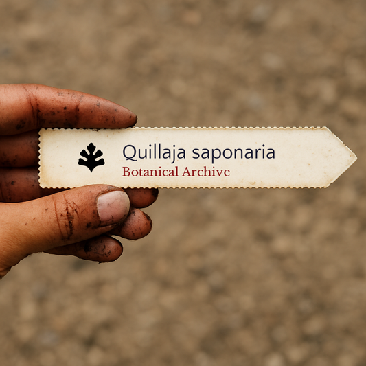 Etichetta stampata per pianta di Quillaja saponaria tenuta da mano sporca su sfondo di terreno