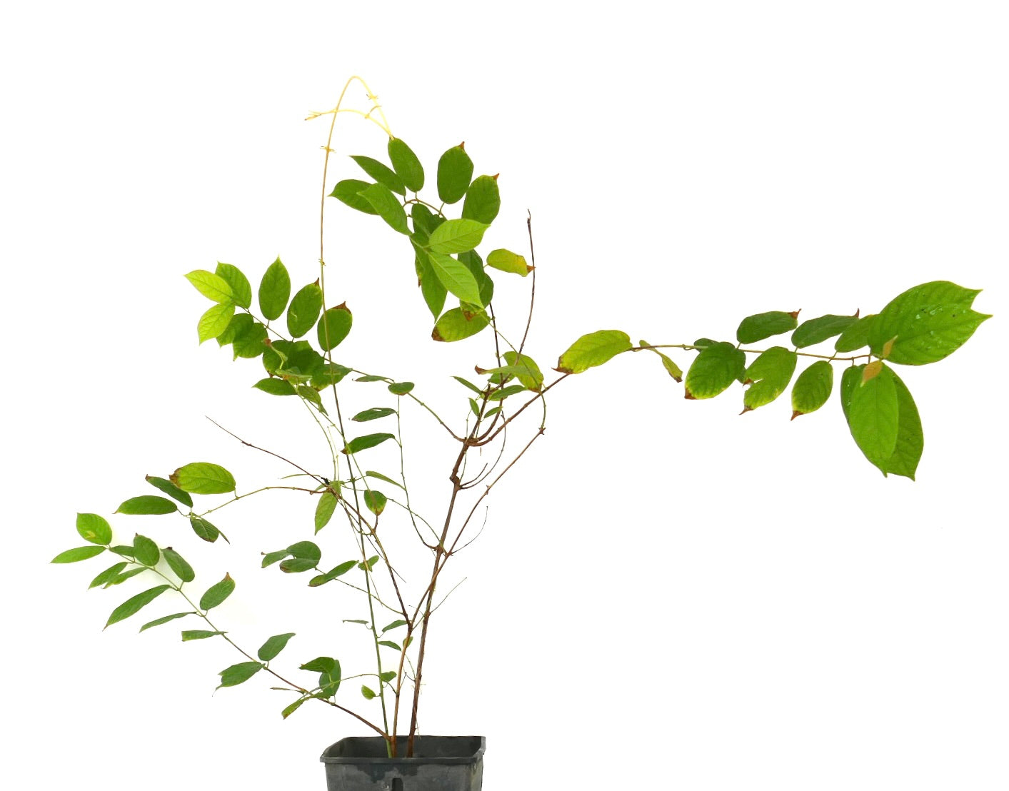 Quisqualis indica slender green vine with elongated leaves in black nursery pot