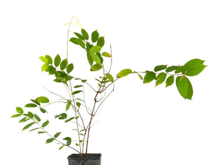 Quisqualis indica slender green vine with elongated leaves in black nursery pot