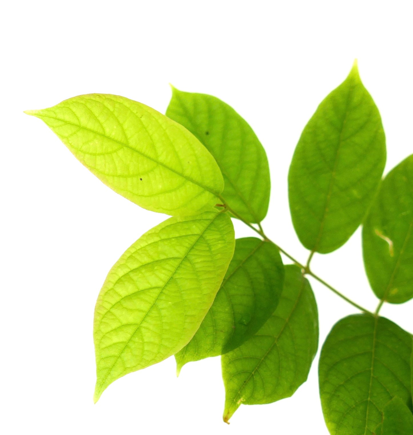 Quisqualis indica bright green ovate leaves with visible veins on slender stems