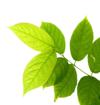 Quisqualis indica bright green ovate leaves with visible veins on slender stems