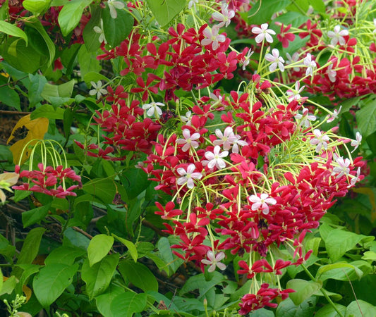 Quisqualis indica fiori tubolari rossi e bianchi vibranti con fogliame verde rigoglioso rampicante