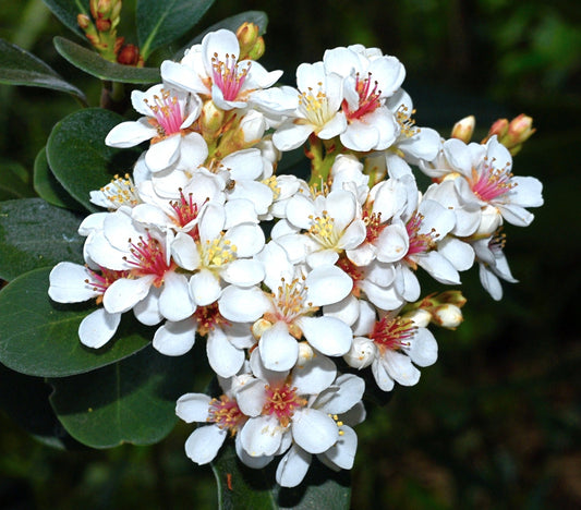 Raphiolepis indica cluster of white flowers with pink stamens and dark green leaves