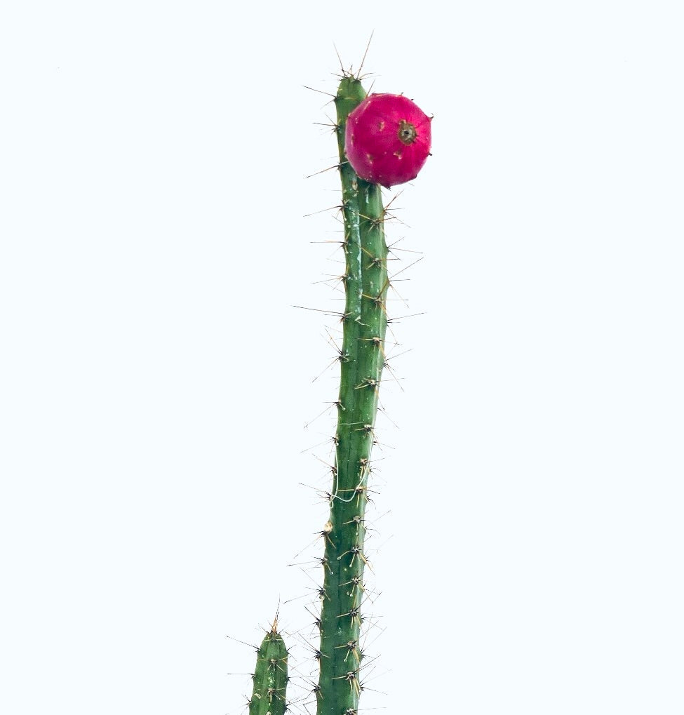 Rathbunia alamosensis alto cactus verde con spine appuntite e frutti rosa vivaci