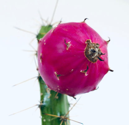 Rathbunia alamosensis cactus with bright magenta fruit and sharp spines on green stem