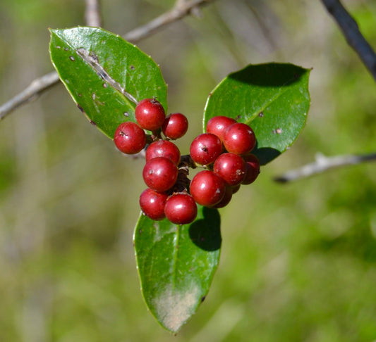 Rhamnus alaternus bright red berries with glossy green leaves Mediterranean shrub