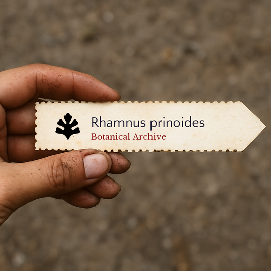 Printed plant label for Rhamnus prinoides held by hand with soil background
