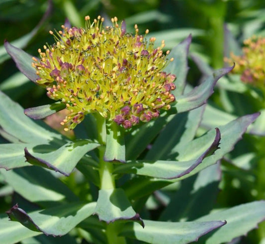 Rhodiola rosea succulent plant with yellow-green flower cluster and purple-edged leaves