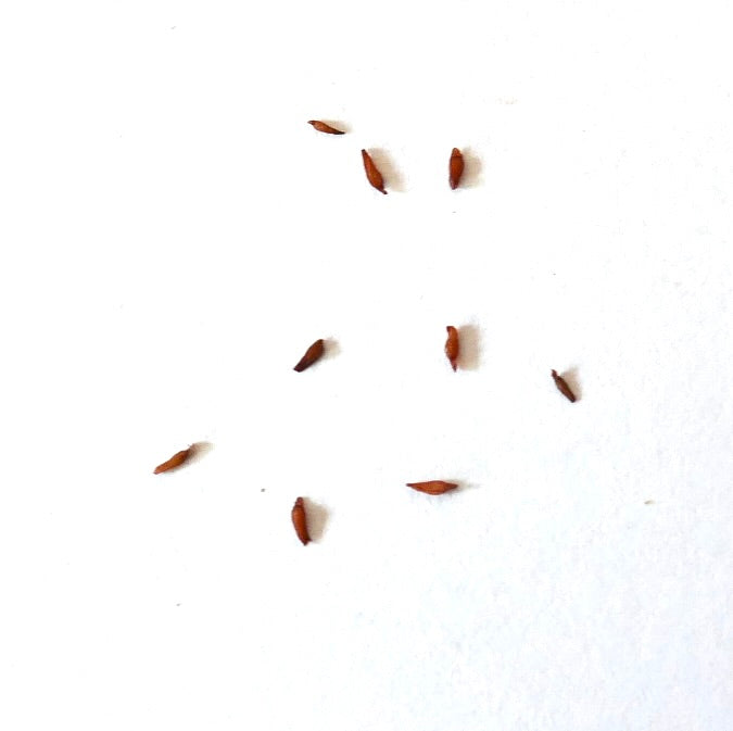Rhodiola rosea small brown seeds on white background for planting