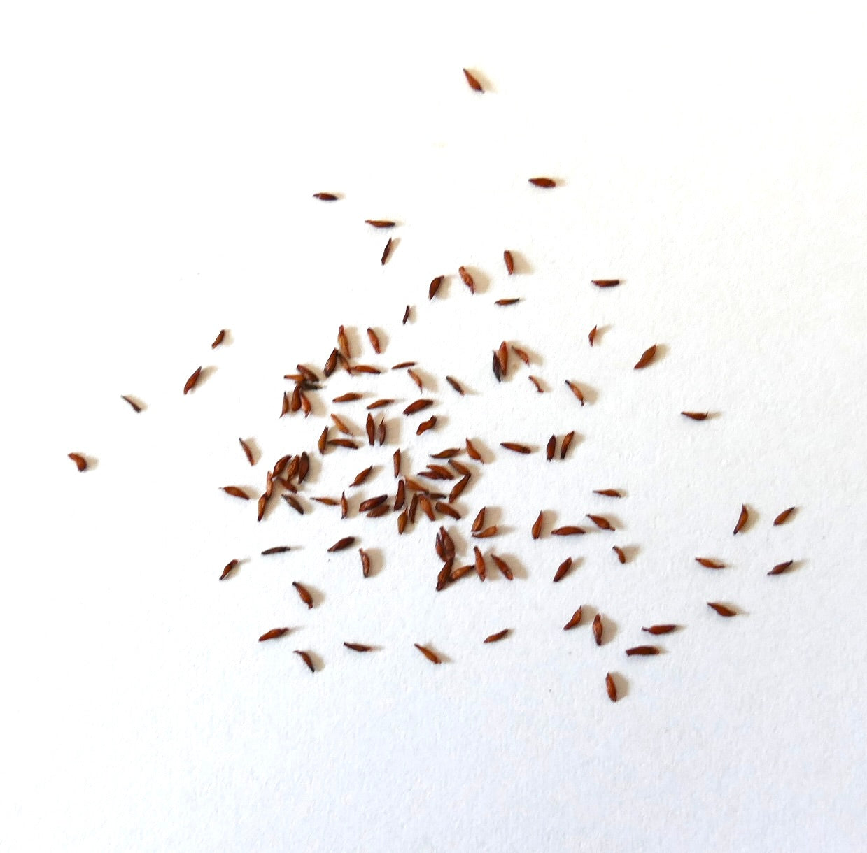 Rhodiola rosea small brown seeds scattered on white background