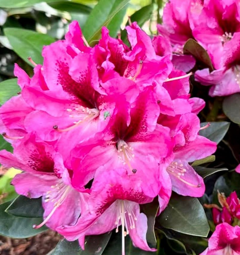 Rhododendron ssp. cv PINK PANTHER fiori rosa vibrante con petali arricciati, centri scuri maculati e foglie verdi lucide