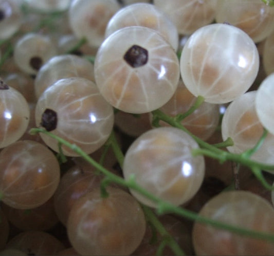 Ribes album cv WHITE DIAMOND translucent white currant berries on green stems close-up