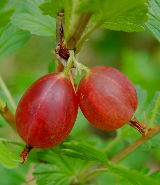 Ribes grossularia ripe red gooseberry fruits with green leaves close-up