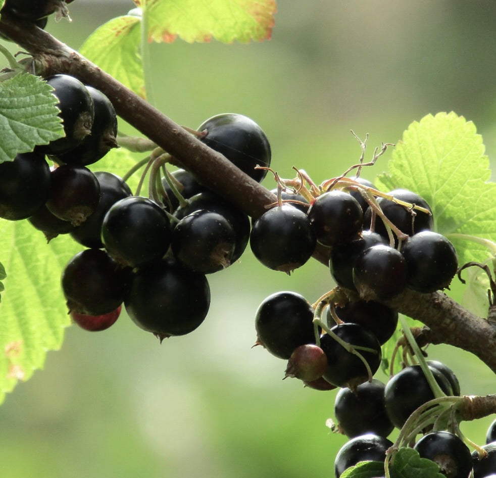 Bacche mature di Ribes nigrum, ribes nero lucido, appese a un ramo verde con foglie