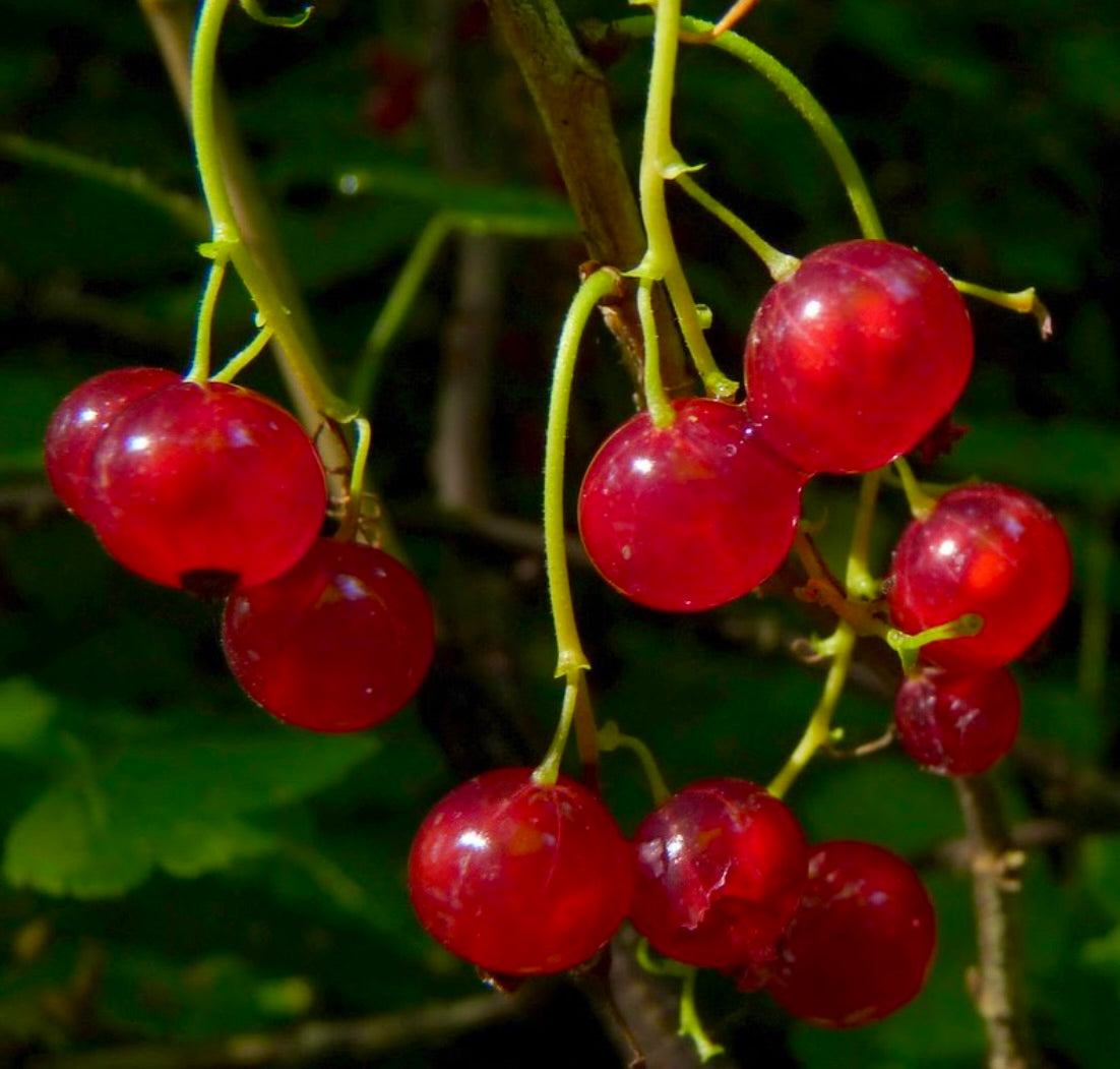 Bacche lucide e rosse di Ribes rubrum mature appese a sottili steli verdi