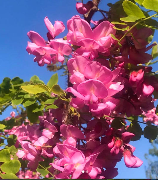 Robinia hispida 'Macrophylla' bright pink clustered flowers with green leaves against blue sky