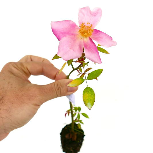 Rosa canina wild rose with pink petals and green leaves held by hand with soil roots