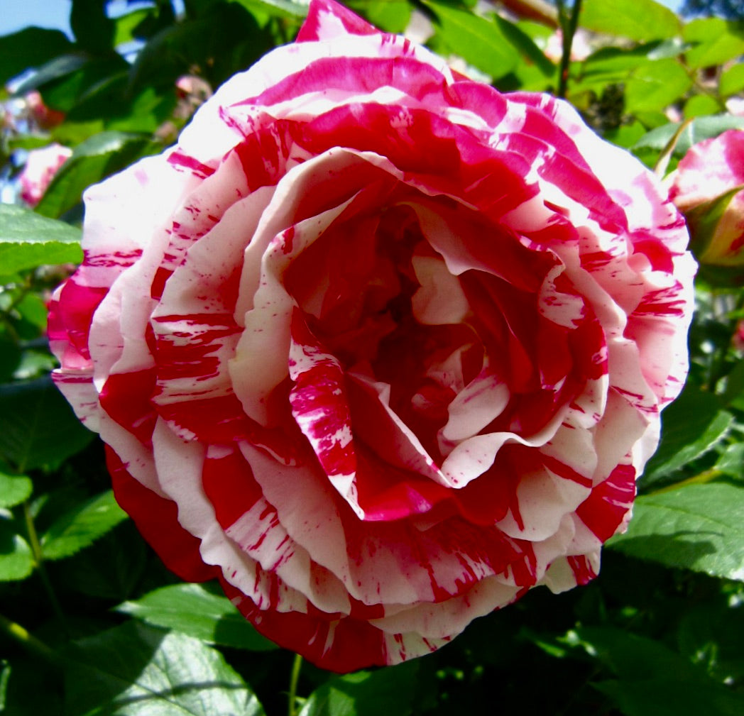 Rosa cv Julio Iglesias® large striped pink and white rose bloom with lush green leaves