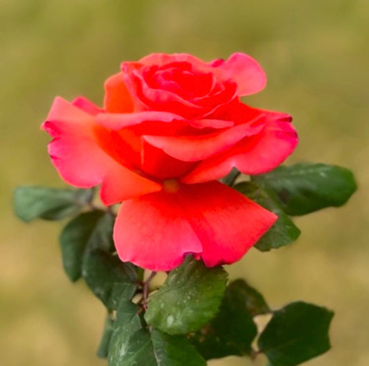 Rosa cv Meilland Cristoforo Colombo® rosa da giardino di un corallo rosso vibrante con foglie verdi rigogliose
