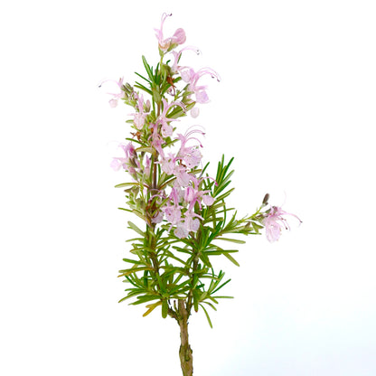 Rosmarinus officinalis cv MAJORICA PINK | Rosemary | Compass plant