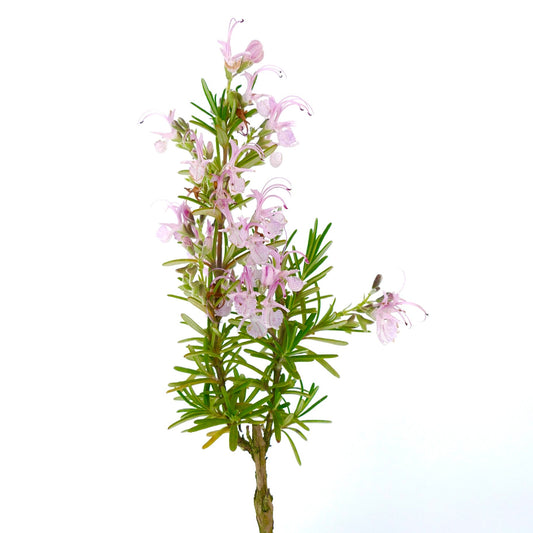 Rosmarinus officinalis cv MAJORICA PINK delicate pink flowering rosemary with needle-like leaves