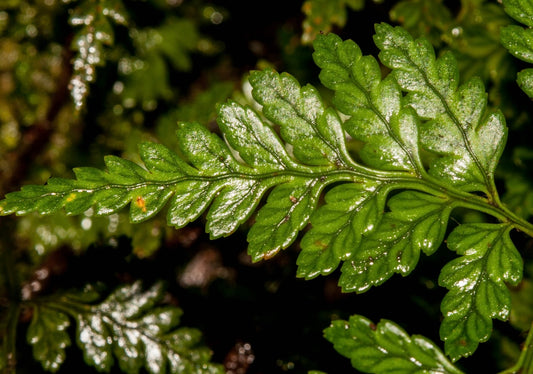 Rumohra adiantiformis shiny green textured fronds with delicate serrated edges close-up