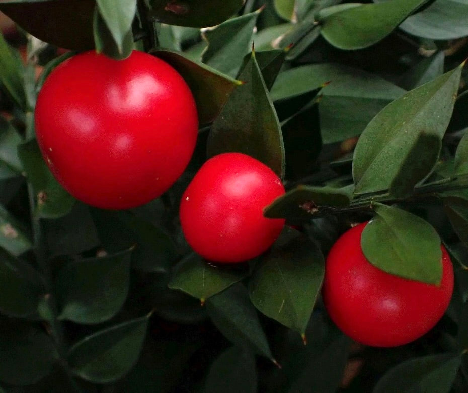 Ruscus aculeatus glossy green leaves with bright red round berries close-up