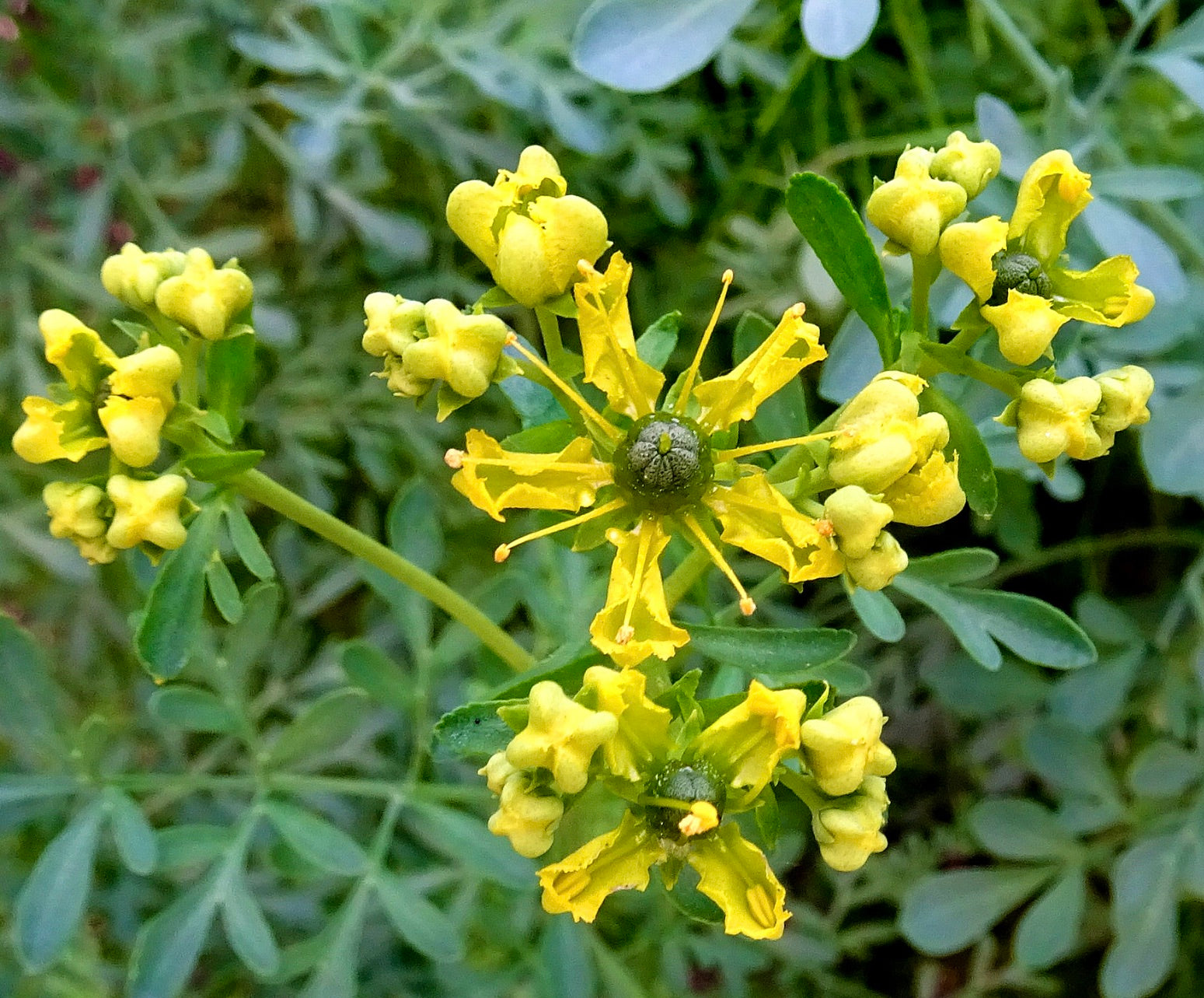Ruta graveolens fiori giallo brillante a grappolo con fogliame verde pianta erbacea