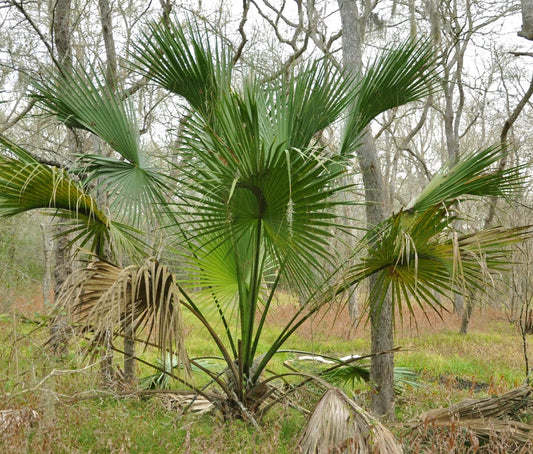 Sabal mexicana palm with large fan-shaped green leaves in natural woodland setting