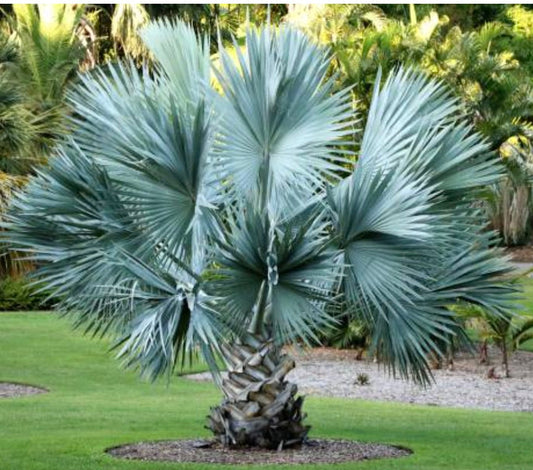 Sabal minor dwarf palmetto with large fan-shaped blue-green leaves in garden setting