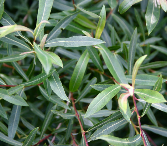 Salix purpurea gracilis slender green leaves with reddish stems dense foliage close-up