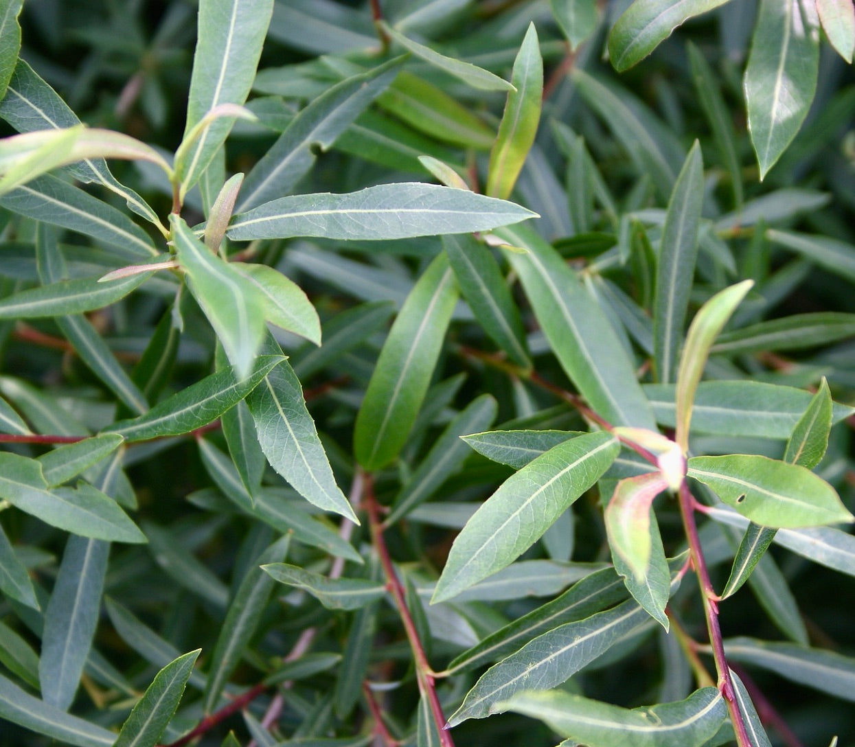 Salix purpurea gracilis foglie verdi sottili con steli rossastri, chioma densa, primo piano