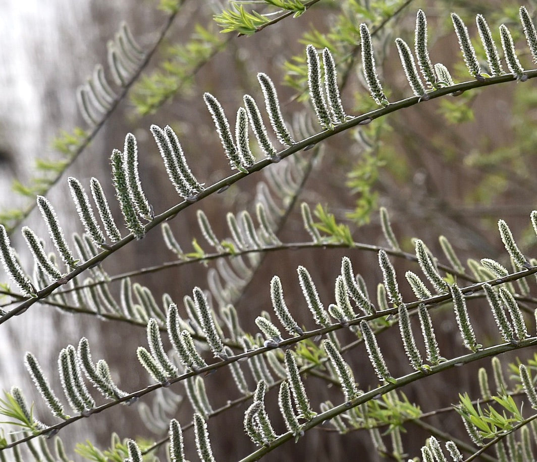 Galletti sottili di Salix viminalis con peli bianchi morbidi su rami verdi arcuati in primavera